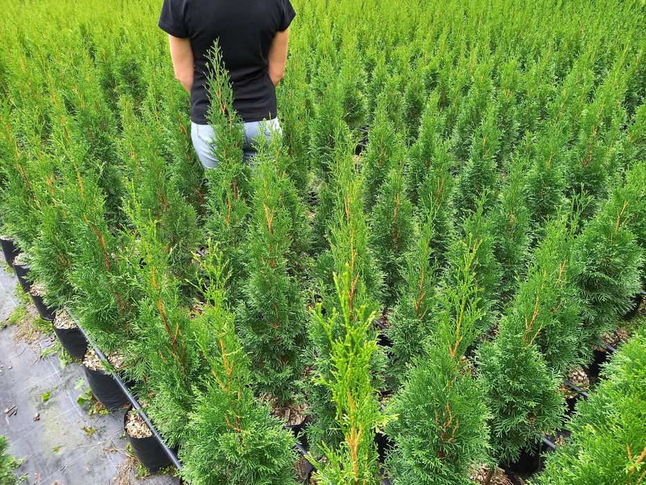 Tuja Thuja Szmaragd 100-120 cm W DONICY 5L Producent