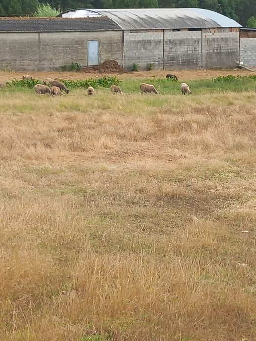 Ótimo Terreno em Cabeça Alta Montemor o velho  com 3.198,80m2