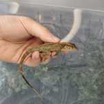 Anolis Critatelius Para Jaszczurka