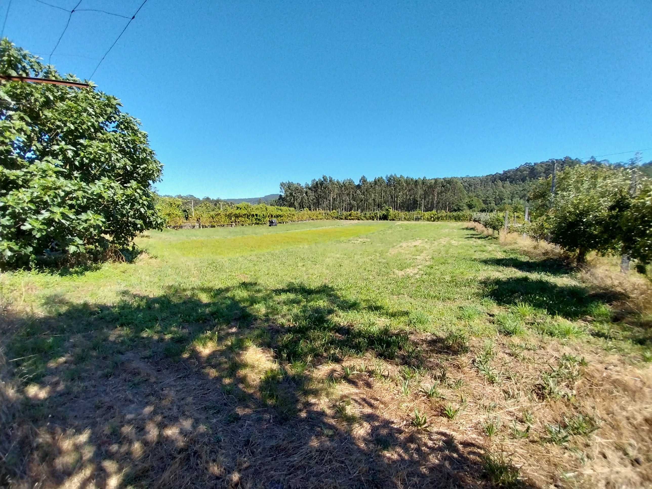 Terreno à venda em Ruílhe