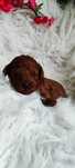 Pudel Toy Red Brown Piesek