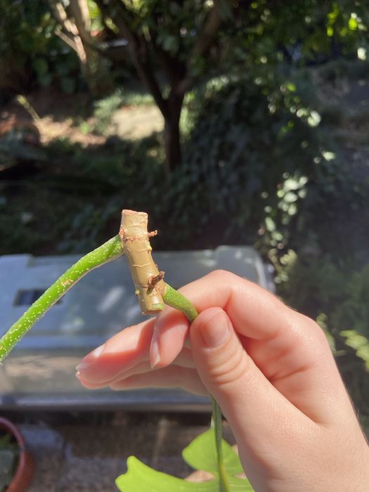 Philodendron Florida Ghost corte 3