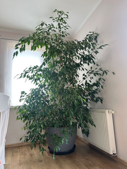 Kwiatek fikus benjamin 260 cm