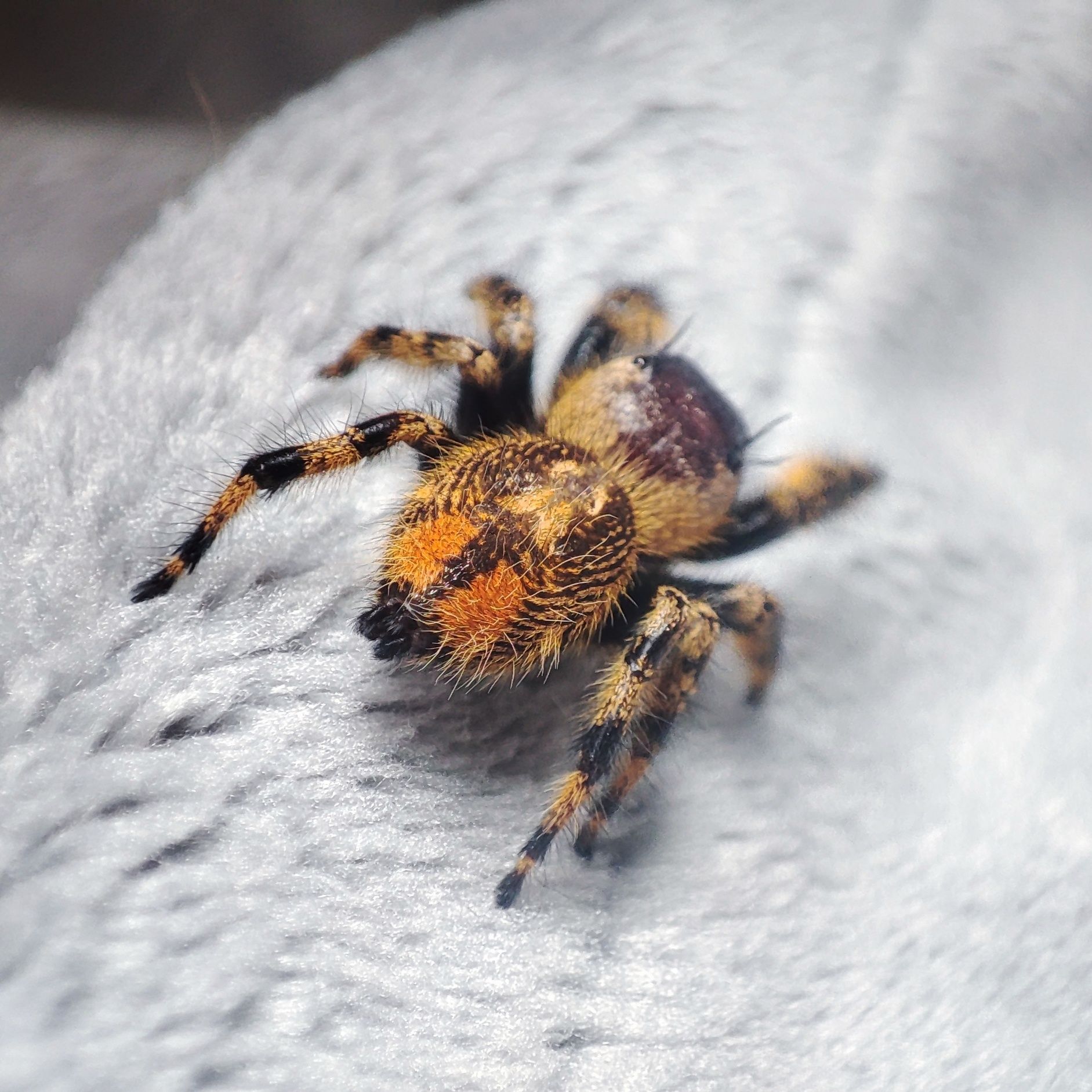 Skakun / Phidippus Otiosus L5
