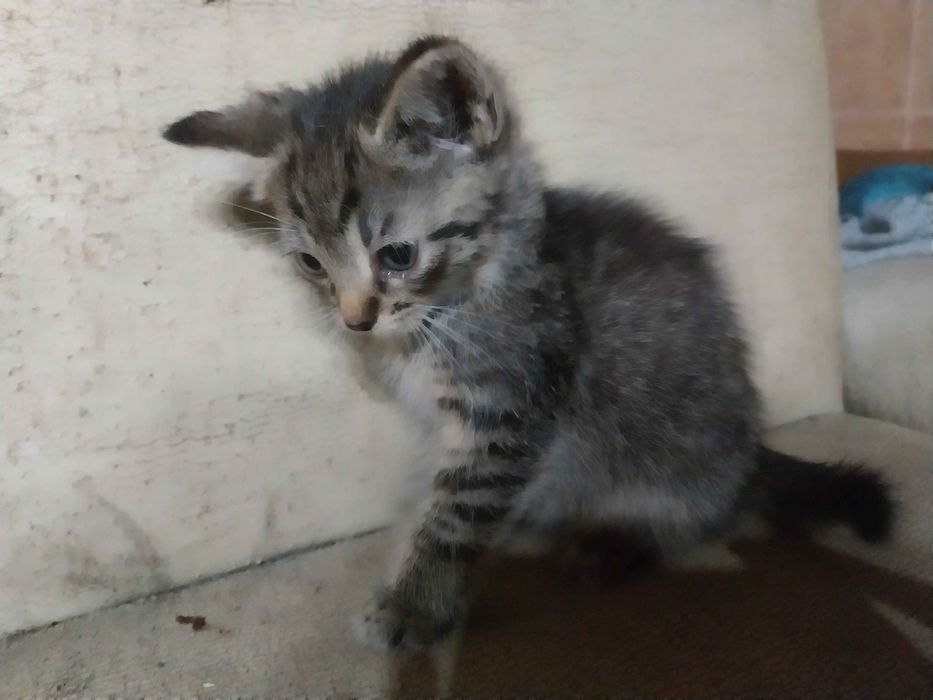 Oddam kotki za darmo ruda slaska