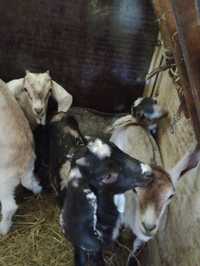 Koziołki, kózki, kozy, odpojone po wspaniałych mlecznych rodzicach