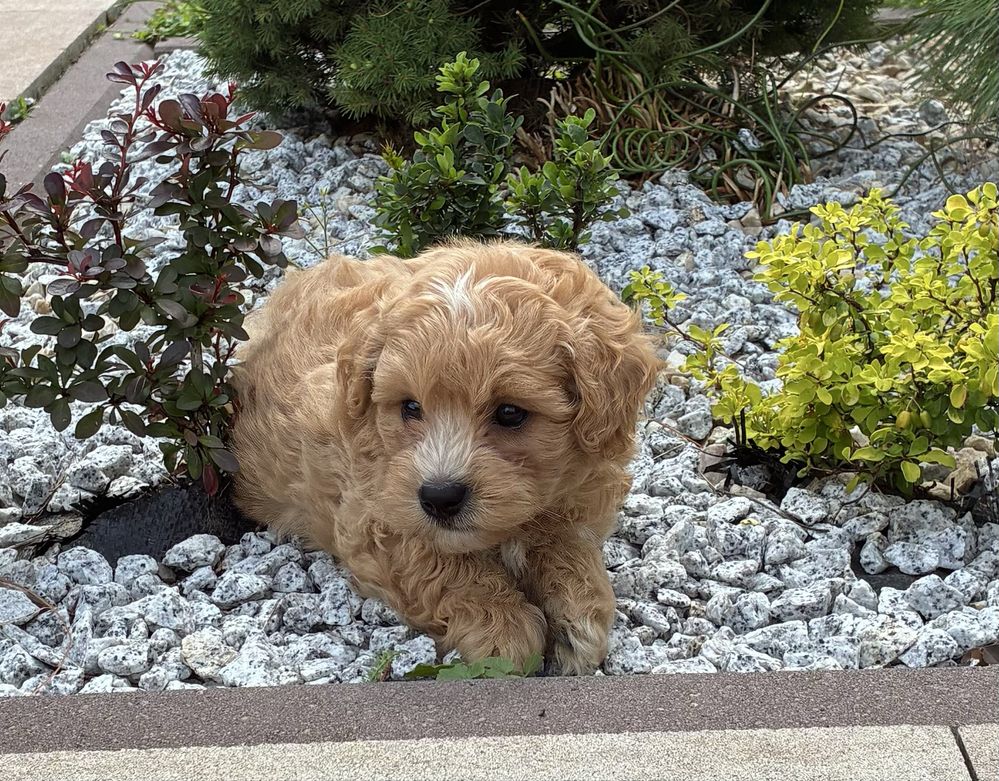 Maltipoo super piesek