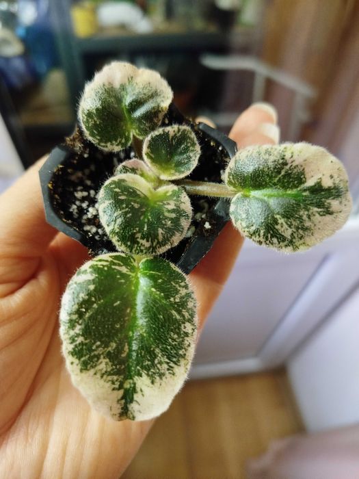 хоя, кактус, суккуленти, сенполія, шлюмбергера, орхідея.Багато надлишк