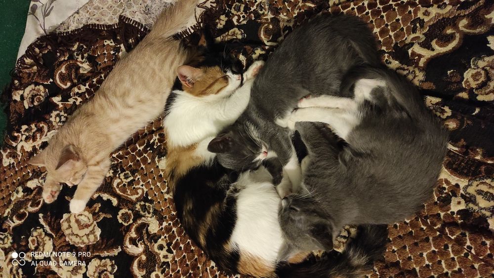 Віддам кошенят в добрі ручки