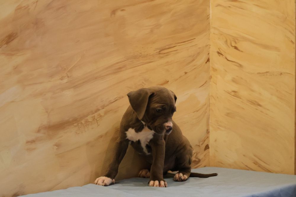 Цуценята Амстаффа від шикарних батьків.  Є доставка по Україні