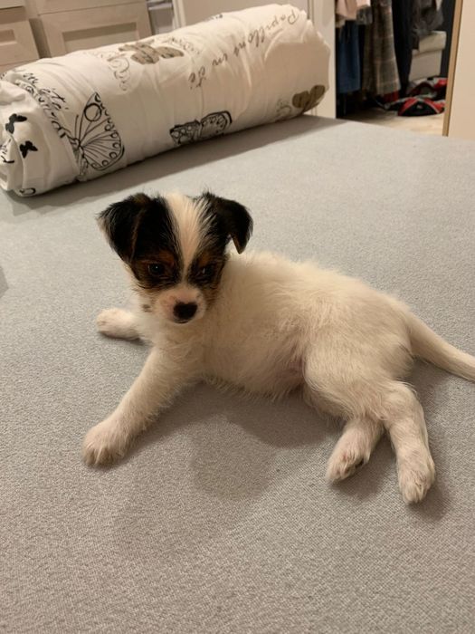 Oddam za darmo sunie