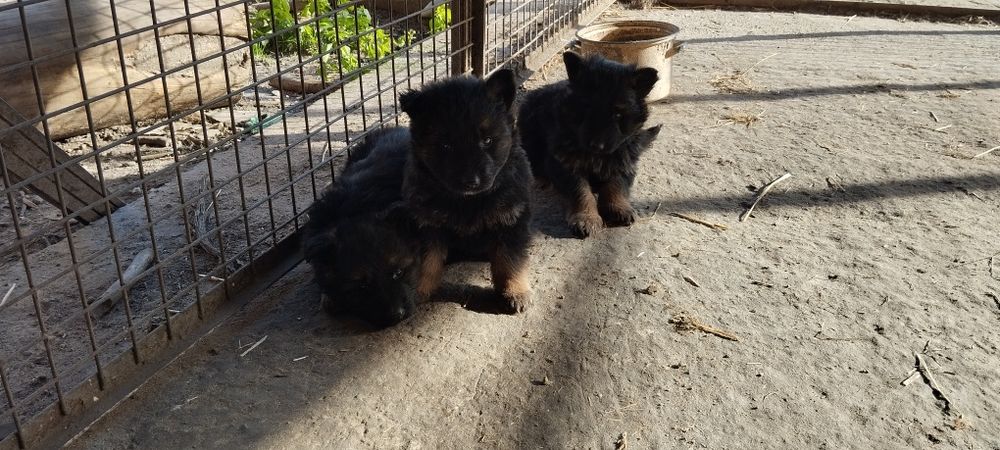 Sprzedam owczarka niemieckiego szczeniak