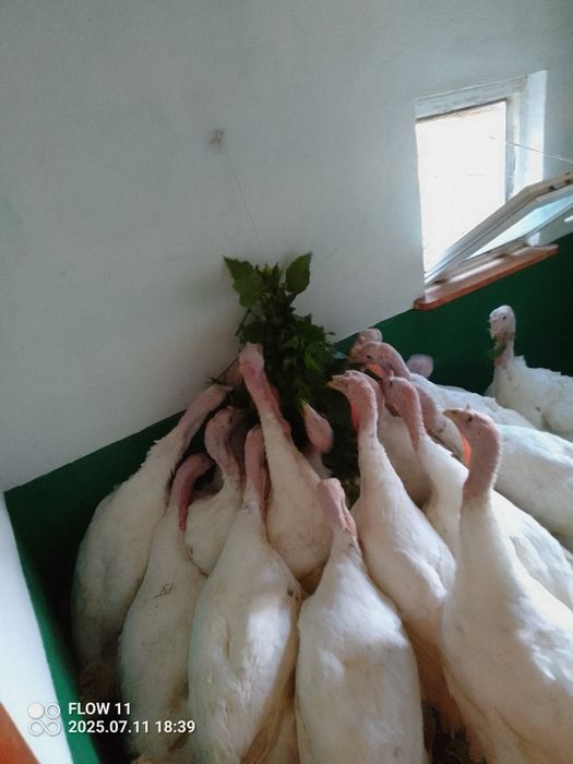 Indyk Mięso z indyka