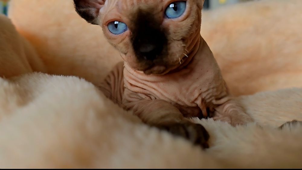 Przepiękne koteczka niebieskie oczka.kot sfinks