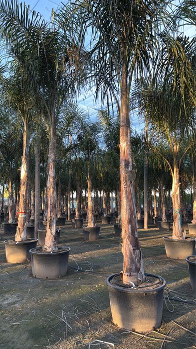 Coqueiros em vaso 250cm-350CM-400CM