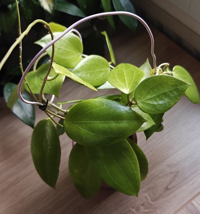 Hoya aldrichii christmas island