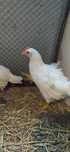 Koguty Leghorn .