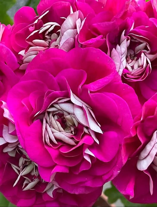 Пеларгония MorLens Deah