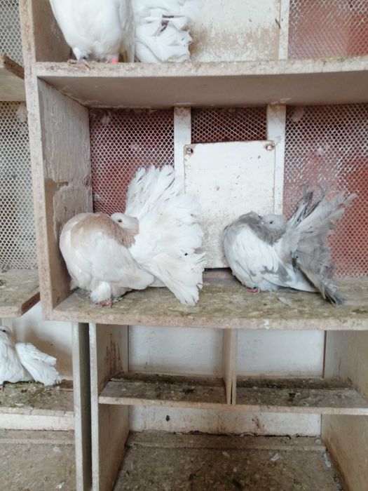 Sprzedam pawiki żółto płowe białe srebrno płowe