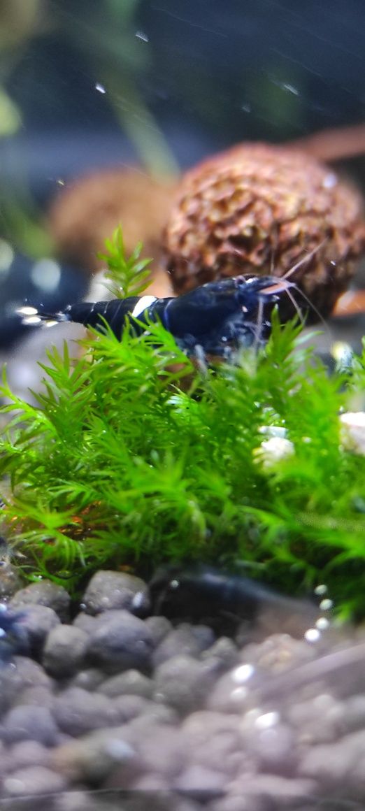 Taiwan KING KONG ONE STRIPE 
gradacja: multi stripe (2-3 paski)