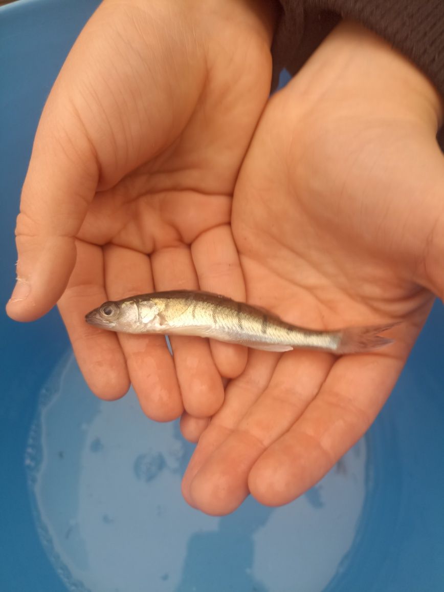 Sandacz wiosenny karp Amur Lin Jesiotr i wiele innych