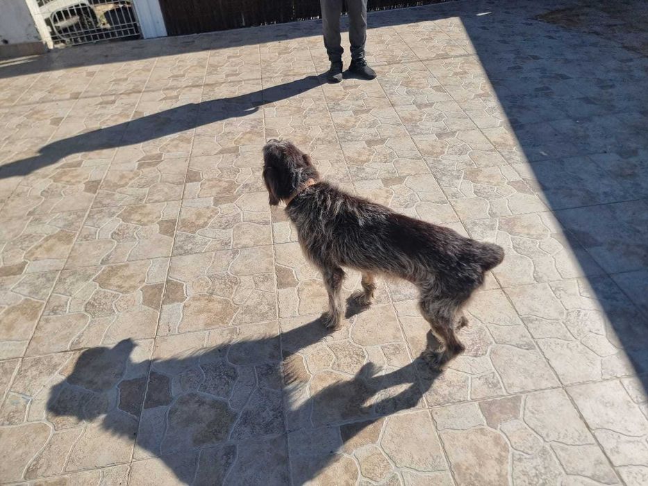 Cadela Braco Alemão – 2013 – Muito Meiga e Tranquila