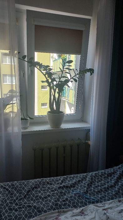 Duży, zdrowy Zamiokulkas – kwiatek roślina doniczkowa