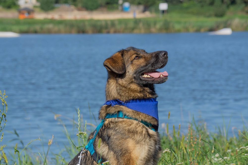 FILA - młoda sunia w typie owczarka