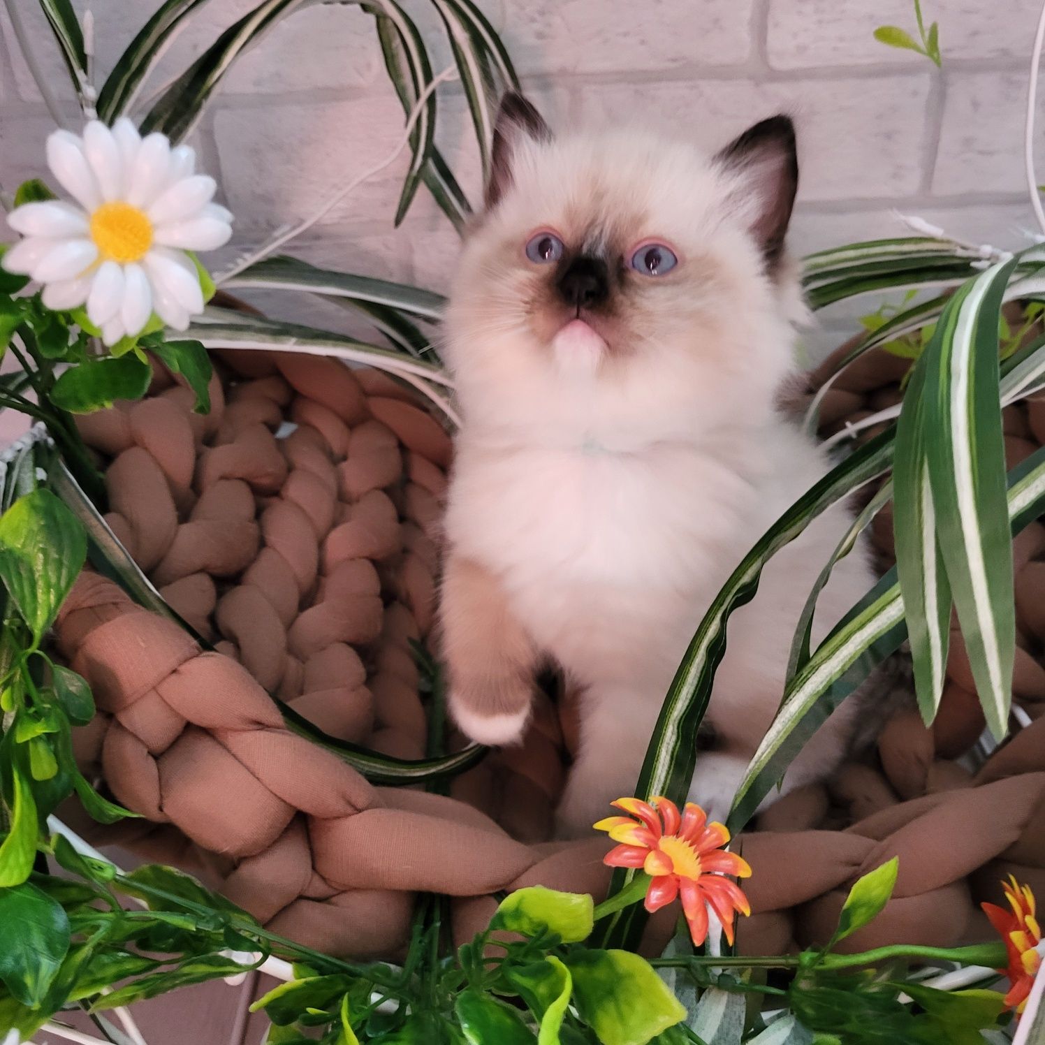 Ragdoll kocurek Nikolas
