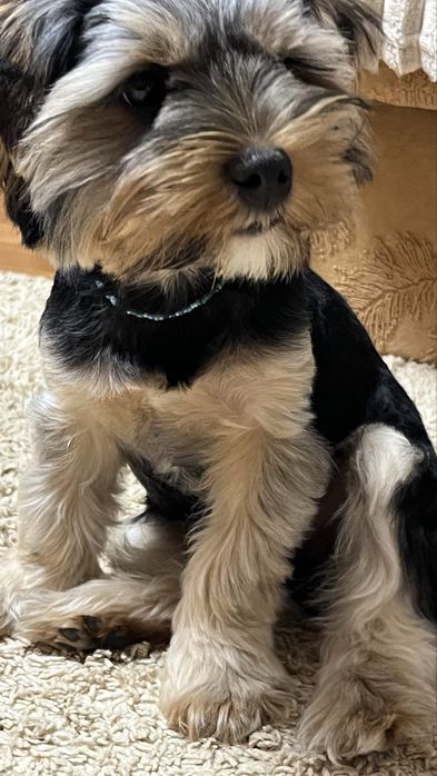 Бісерні прикраси для собак ручної роботи, 20 грн