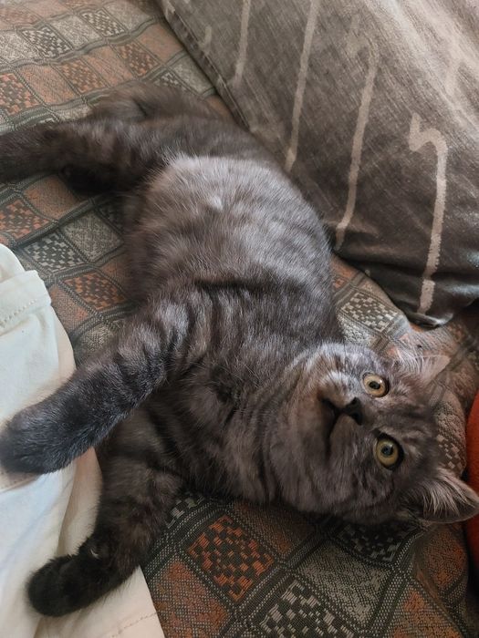 Котик 3міс шукає родину