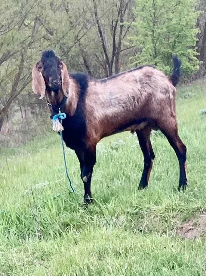 Продам цапа, 100 % .Англо- нубійська порода.