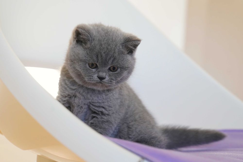 kocięta brytyjskie kot brytyjski kocur brytyjski kotka brytyjska