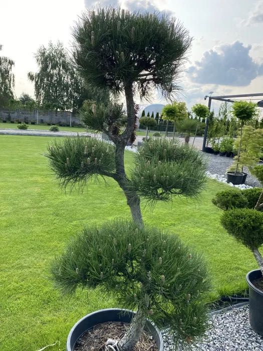 BONSAI - Formowane krzewy ozdobne / Wysoka jakość!