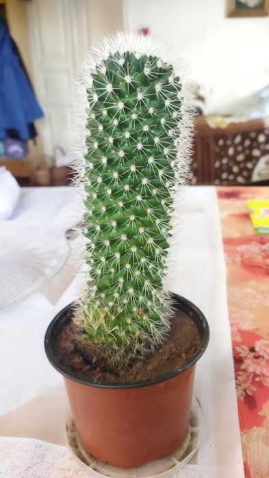 Кактус цвіте рожевими квітами