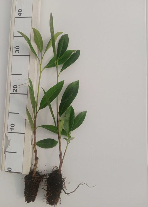 Laurowiśnia wschodnia ‘Caucasica’ multipaleta sadzonki 20-40 cm