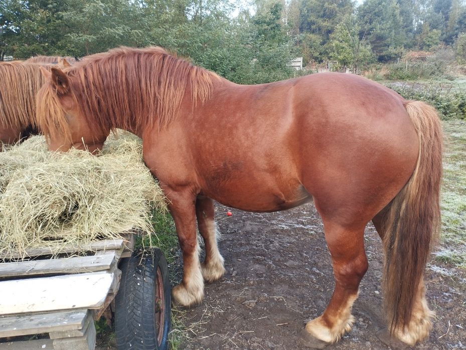 Klacz zimnokrwista 5 lat