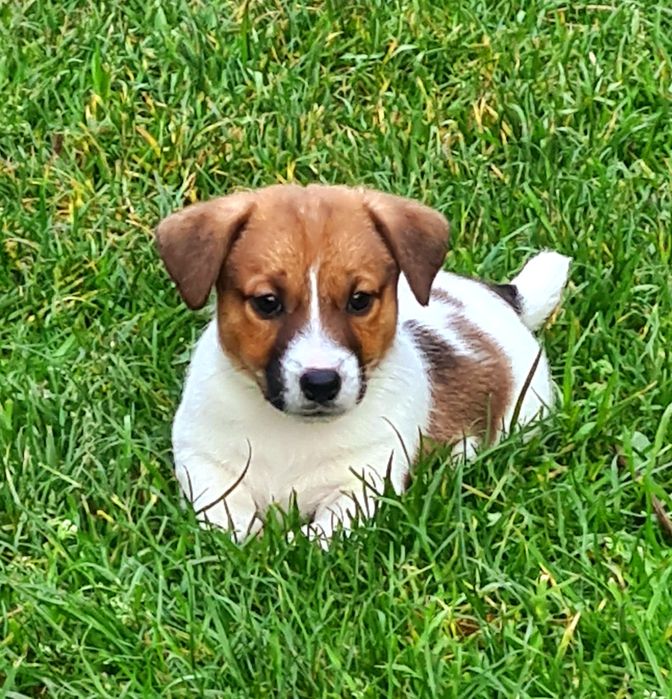 Jack Russel Terrier gładkowłosy samczyk Herbu Harpagan since 2007