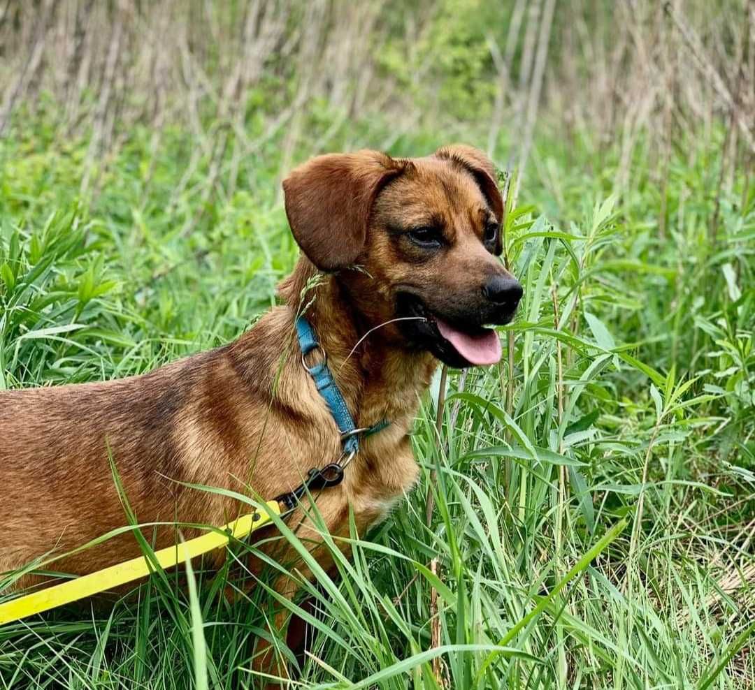 Uroczy i mały psiak do adopcji! Czeka w schronisku na dom