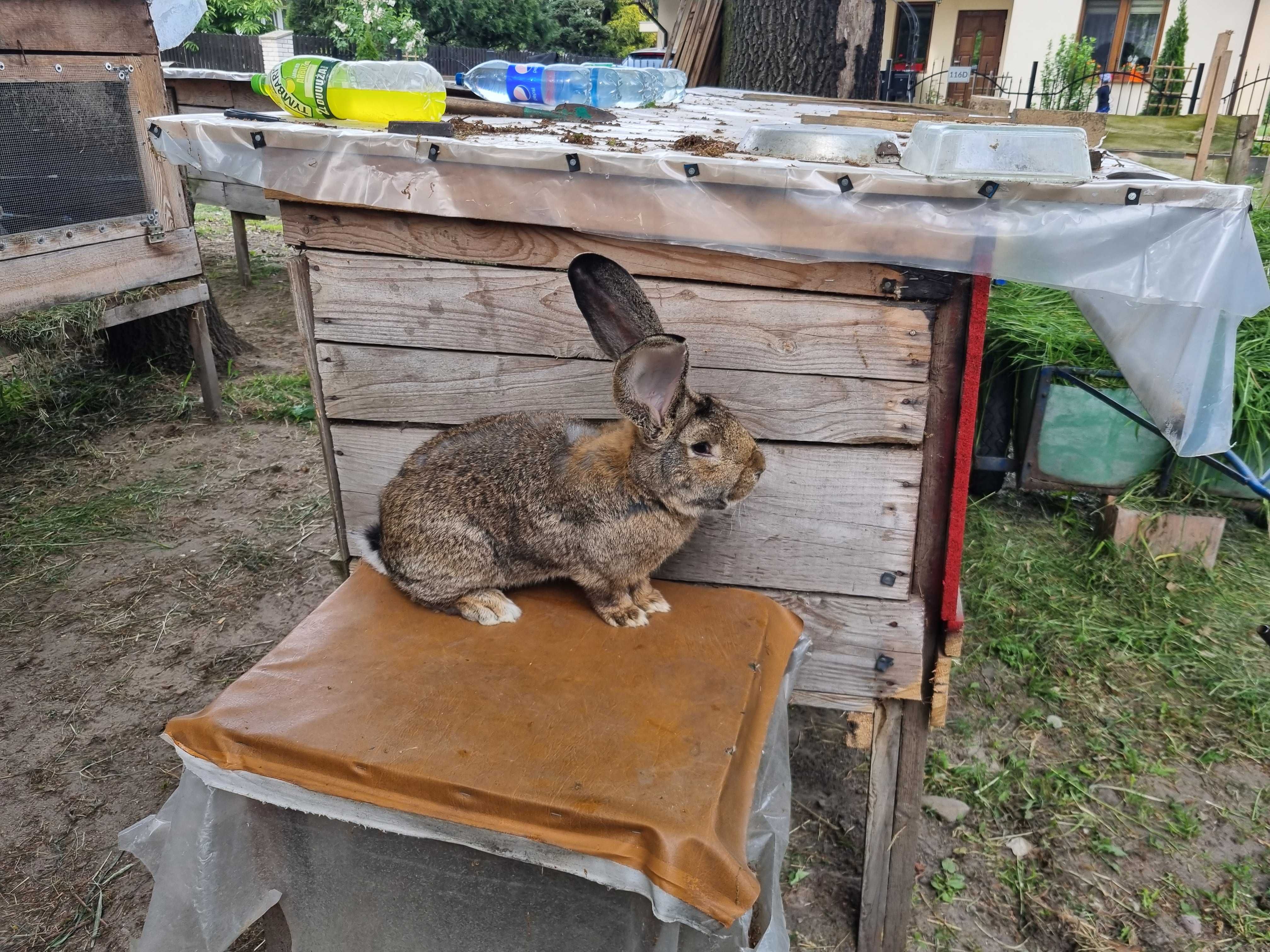 Samiec Belg olbrzym z rodowodem