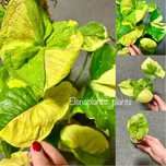Сингониум Orm Thong var., Orm Thong Mutation, Mango Lava