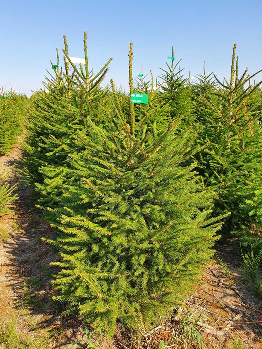 Jodła, Świerk ukorzenione rosnące w donicy 100 - 250 - TuChoinki.pl