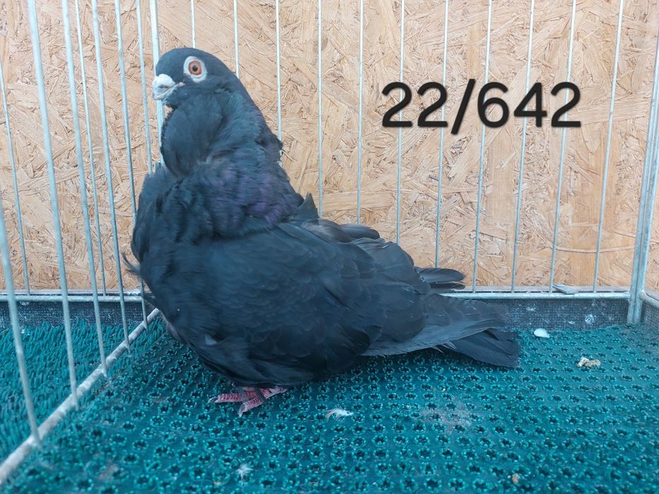 Mewka chińska, Gołąb chiński