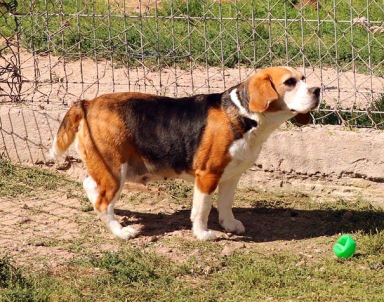 Piękne spokojne beagle szukają domu