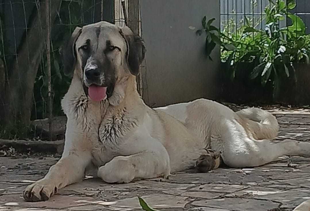 Cadela Cão Gado Transmontano com 1 ano e 10 meses