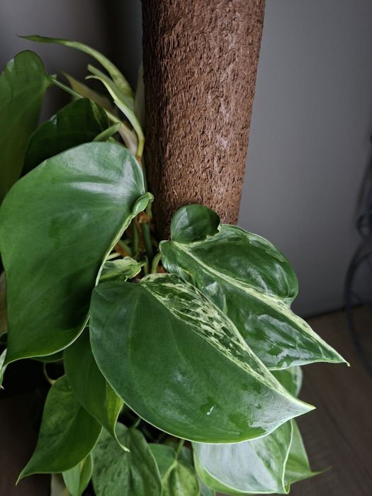 Philodendron Hederaceum Variegata i Cream Splash
