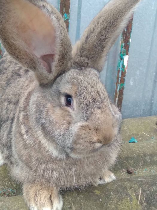 Продам кролів ( самці)