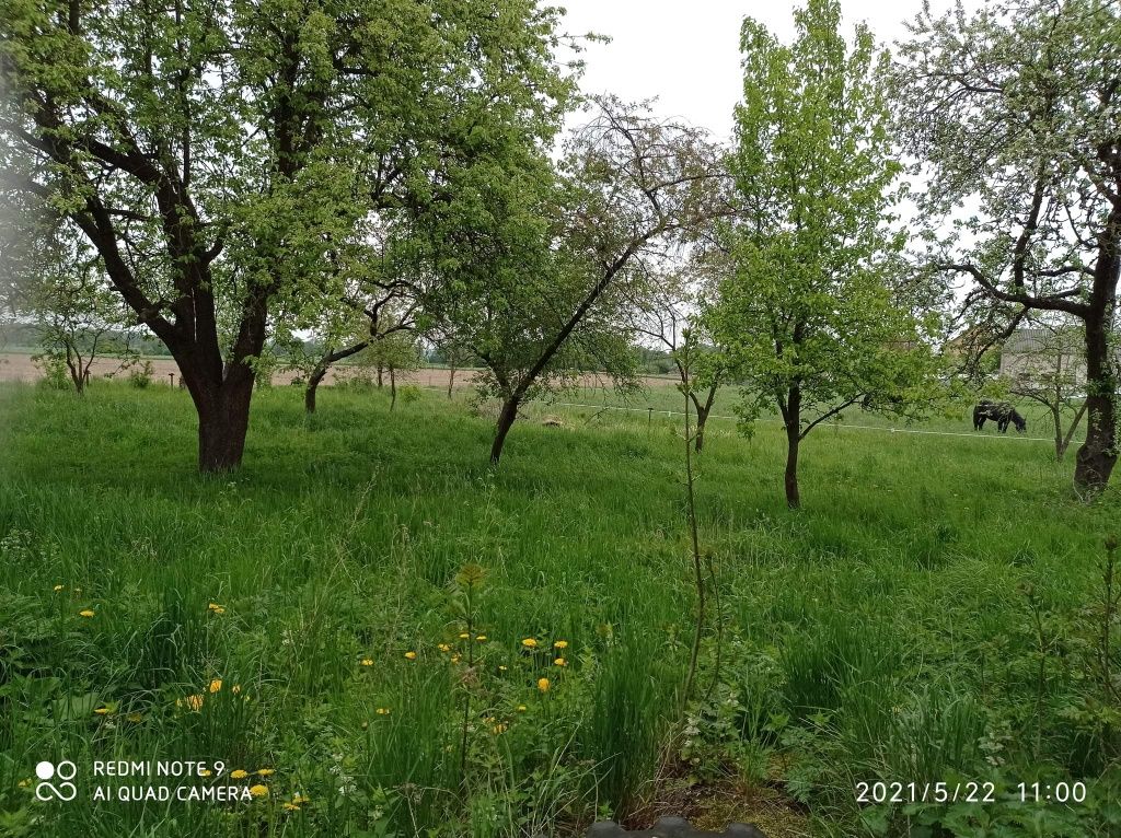 Siedlisko na Mazurach. Piękna okolica, cicho blisko lasu