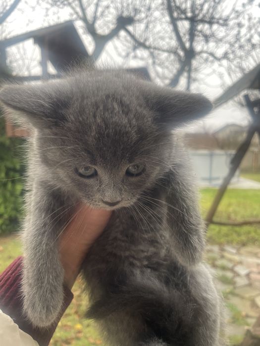 Котики безкоштовно.