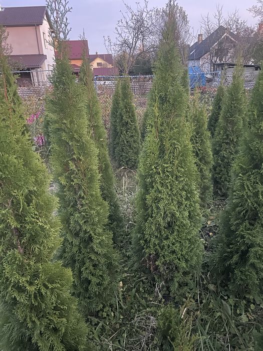 Туї  Смарагд формовані